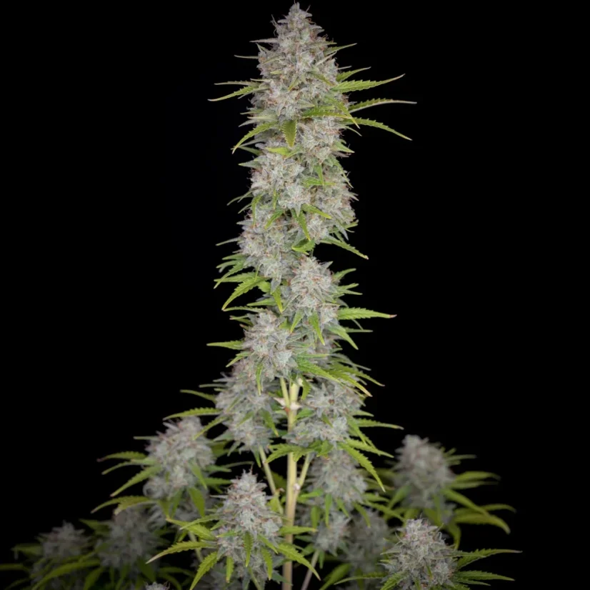Fast Buds Sjemenke kanabisa Orange Sherbet Auto