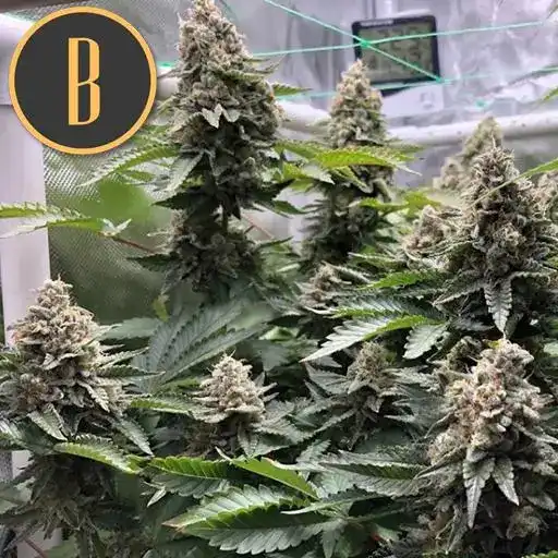 Blimburn Seeds Semi di Cannabis OG Kush Femminizzati