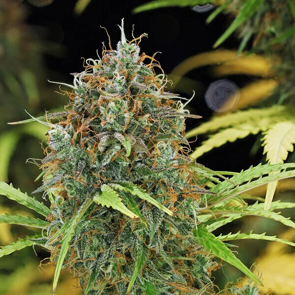 Royal Queen Seeds Semillas de cannabis Amnesia Haze Auto