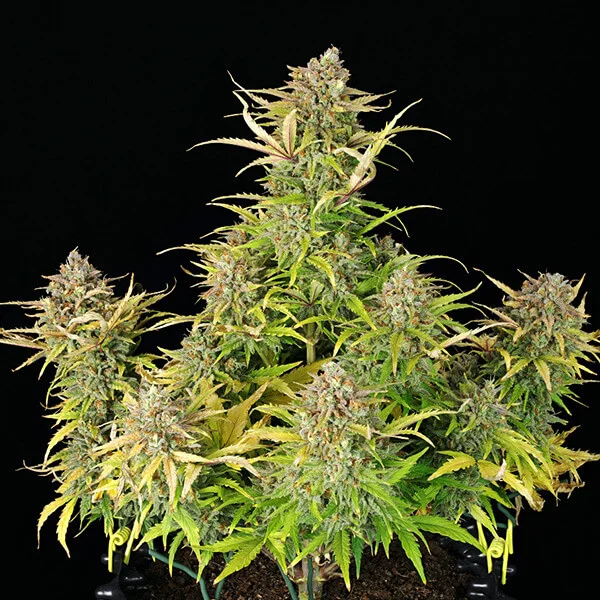Royal Queen Seeds Seminte de canabis Sweet ZZ Auto