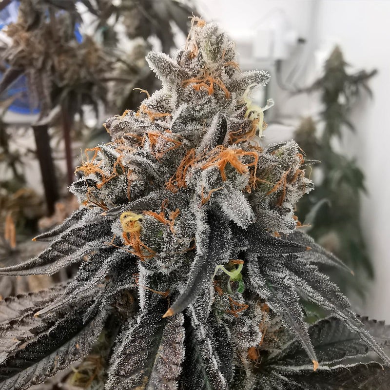 Silent Seeds Semințe de canabis Polar Gelato By Sherbinskis feminizate