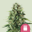 Royal Queen Seeds Graines de cannabis Royal AK féminisées