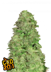 Fast Buds Kanapių sėklos CBD 20:1 Auto