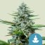 Royal Queen Seeds Cannabis Seeds Stress Killer Auto (korkea CBD)