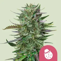 Royal Queen Seeds Sjemenke kanabisa Do-si-dos Feminized