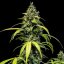 Royal Queen Seeds Seminte de canabis Sherbet Queen Auto