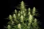 Fast Buds Насіння канабісу Папайя Печиво Авто