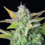Royal Queen Seeds Semințe de canabis Quick One Auto