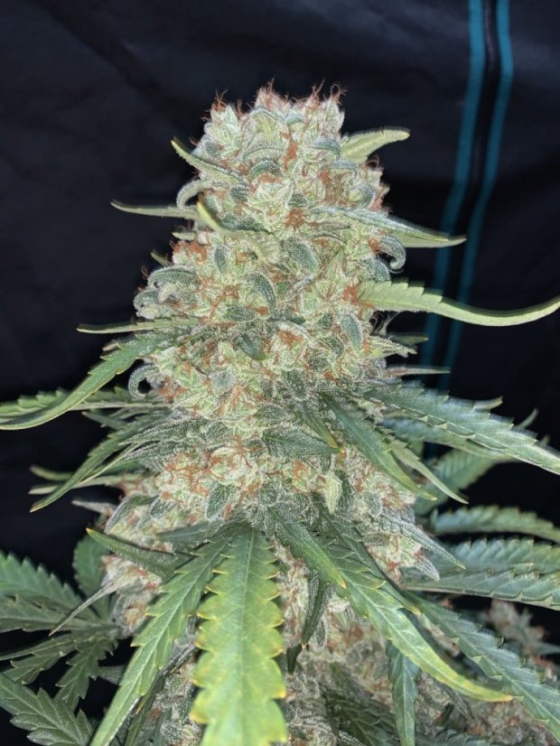 Semințe de canabis Fast Buds Afghan Kush Auto