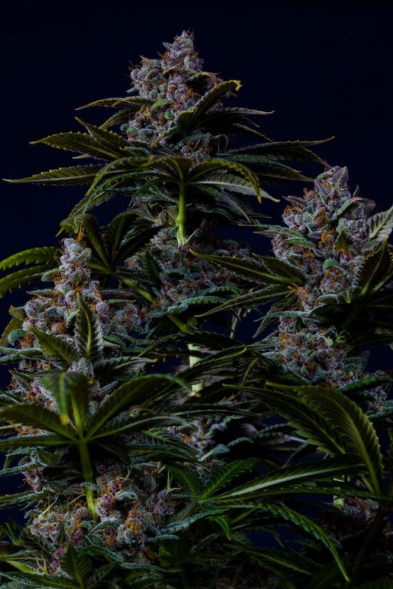 Fast Buds Sjemenke konoplje Purple Lemonade FF