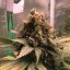 Royal Queen Seeds Semințe de canabis Royal Cheese - Feminizate rapid