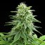 Royal Queen Seeds Seminte de canabis Fruit Spirit feminizate