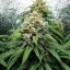 Royal Queen Seeds Cannabis Seeds Dance World Feminized (korkea CBD)