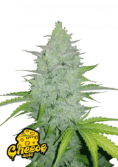 Fast Buds Kanepiseemned Juust Auto
