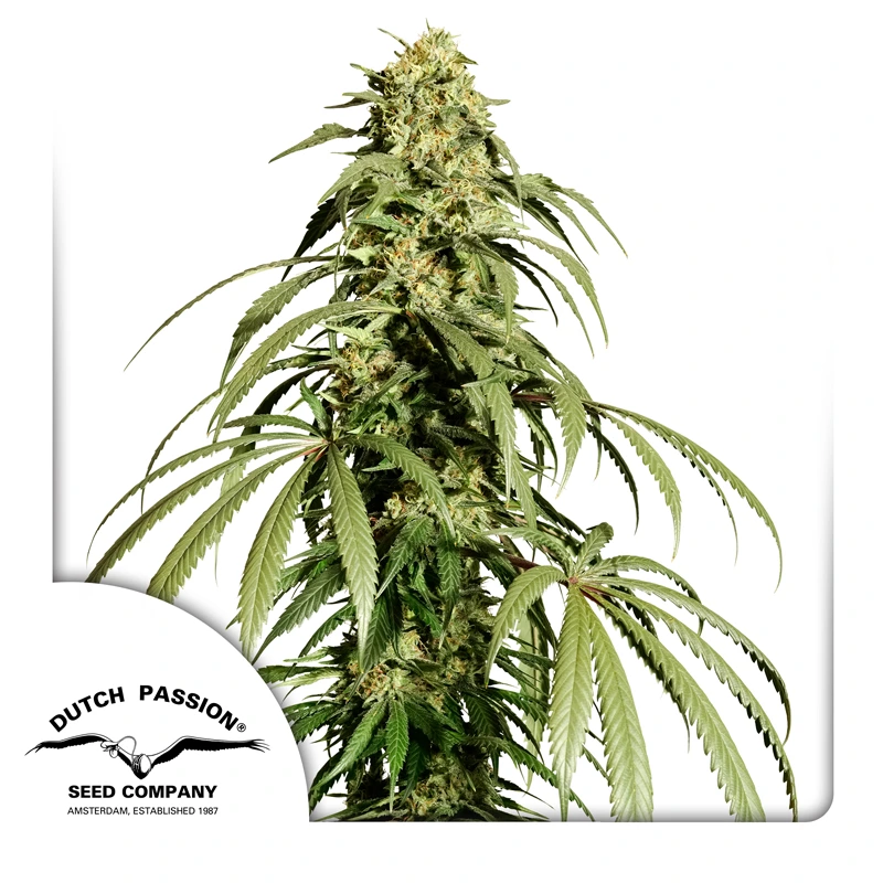Dutch Passion Graines de cannabis Ice Cream Haze® Regular