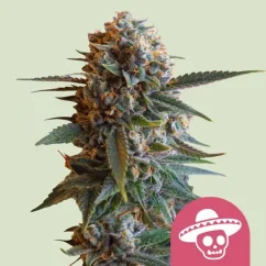 Royal Queen Seeds Cannabis Seeds Mexican Rush Moteriškas