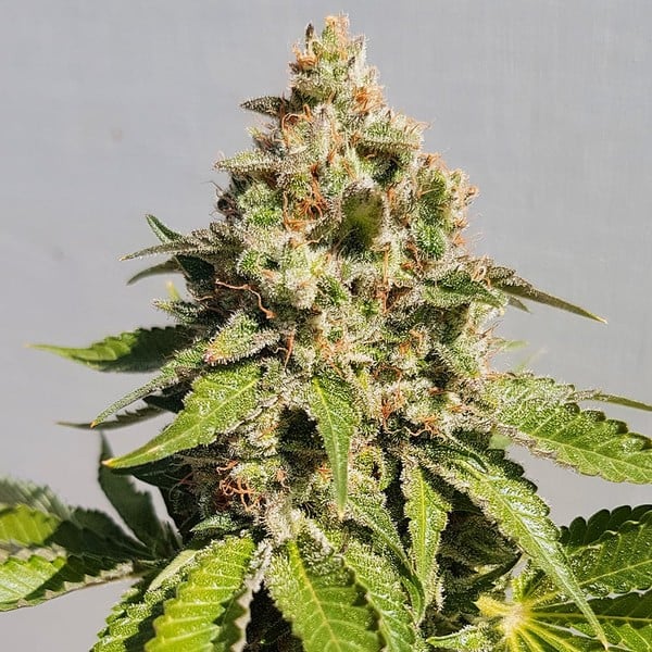 Royal Queen Seeds Graines de cannabis Royal AK féminisées