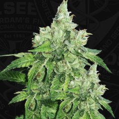 T.H.Seeds™ Seminte de canabis Citron Givré, pachet special 6+1, feminizate
