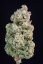 Semințe de canabis Fast Buds Afghan Kush Auto