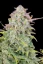 Fast Buds Cannabis Seeds Trainwreck Auto