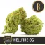 Blimburn Seeds Cannabis Seeds Hellfire OG, Steve DeAngelo feminized