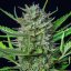 Royal Queen Seeds Seminte de canabis Mimosa Auto