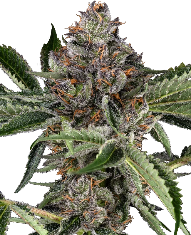 Sensi Seeds Semințe de Cannabis Papaya Jealousy Feminizate