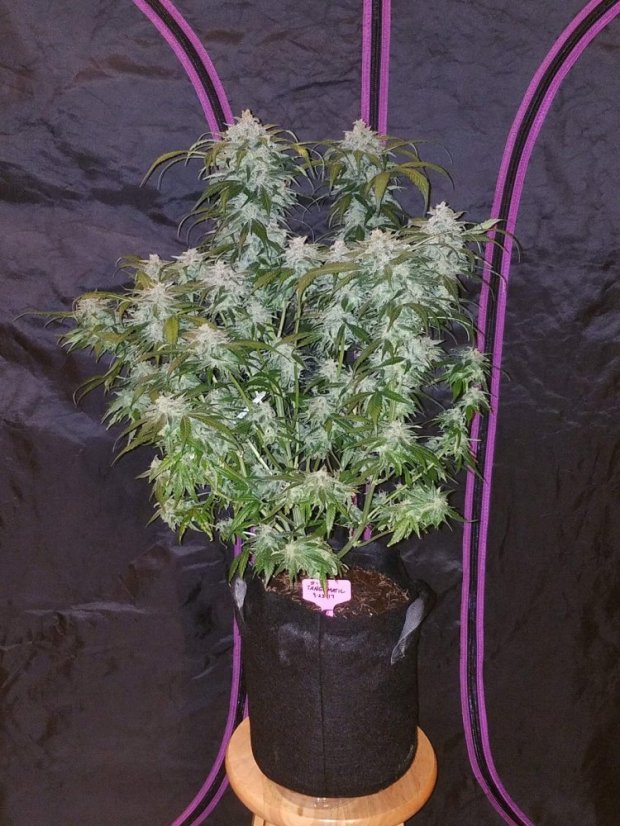 Fast Buds Sjemenke kanabisa Tangie Auto