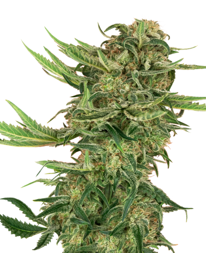 Sensi Seeds Semințe de canabis N13 Kush feminizate, 3-10 buc.