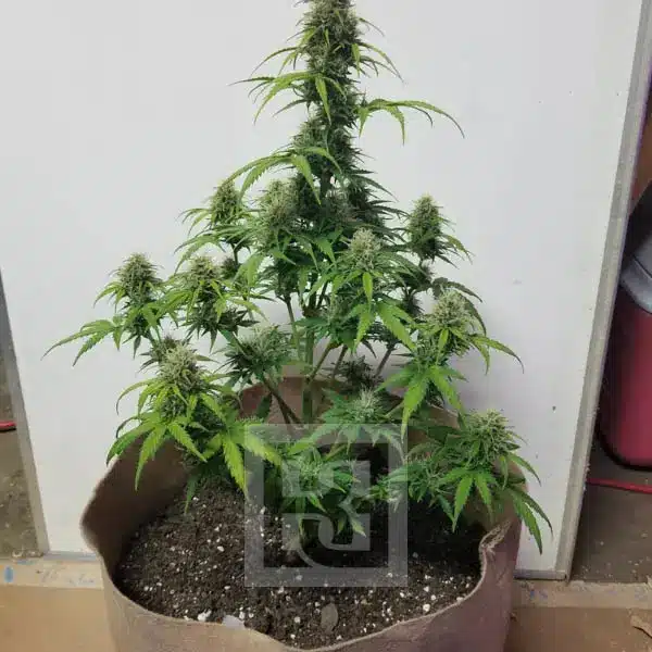 Blimburn Seeds Kanapių sėklos AK Auto