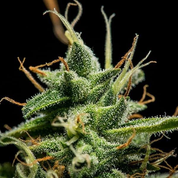Royal Queen Seeds Seminte de canabis Sherbet Queen Auto