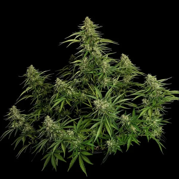 Royal Queen Seeds Semillas de cannabis Gaia F1 Auto