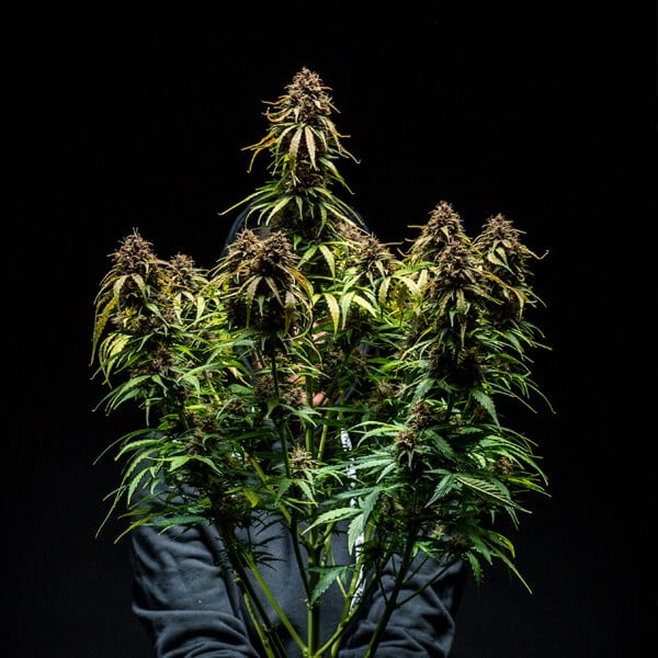 Royal Queen Seeds Seminte de canabis Watermelon Auto