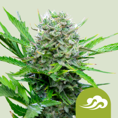 Royal Queen Seeds Sementes de Cannabis Royal Bluematic Automática