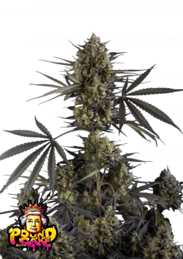 Fast Buds Насіння канабісу Pound Cake Auto