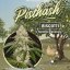 T.H.Seeds™ Graines de cannabis Pisthash, Pack spécial 6+1, féminisées