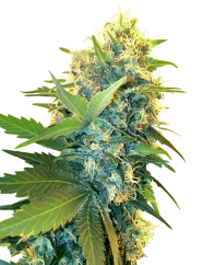 Sensi Seeds Seminte de canabis Double Kush Cake feminizate, 3-10 buc