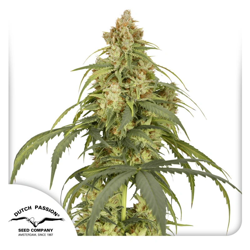 Dutch Passion Seminte de canabis Auto CBD-Victory® Autoflowering