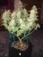 Fast Buds Cannabis Seeds Green Crack Auto