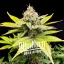 Blimburn Seeds Cannabis Zaden C Banana Gefeminiseerd