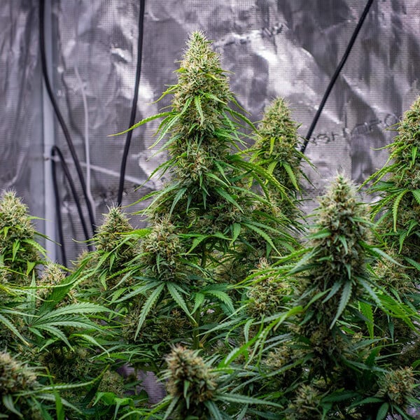 Royal Queen Seeds Seminte de canabis Sherbet Queen Auto