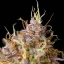 Royal Queen Seeds Semințe de canabis Purple Queen Auto