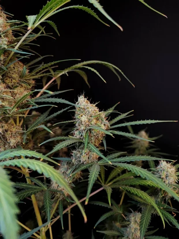 Fast Buds Насіння канабісу Jack Herer Auto