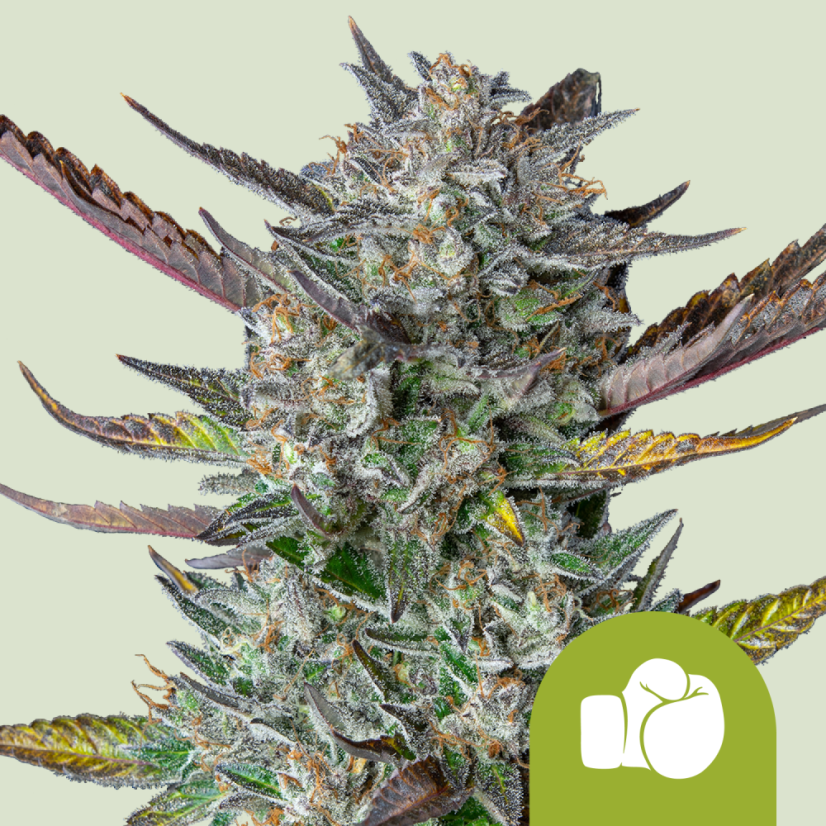 Royal Queen Seeds Semințe de canabis Purple Punch Auto