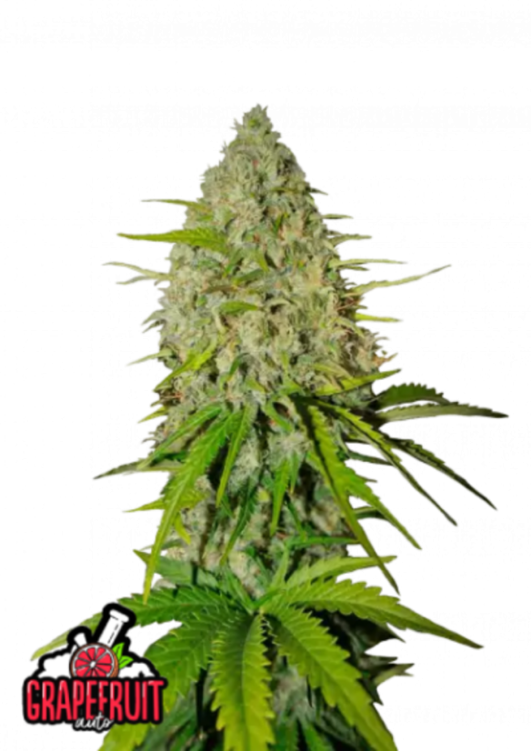 Fast Buds Sjemenke konoplje Grejp Auto