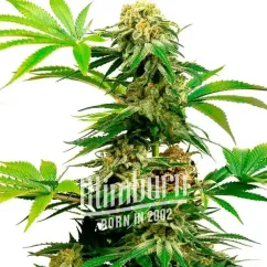 Blimburn Seeds Semi di Cannabis Harlequin Femminizzati