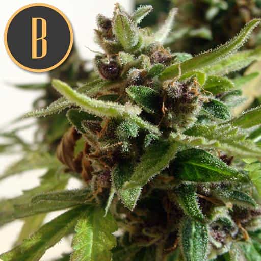 Blimburn Seeds Sjemenke konoplje Mamba Negra Auto