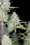 Fast Buds Semi di Cannabis Wedding Cheesecake Auto