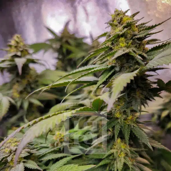 Blimburn Seeds Semena konoplje Grizzly Purple Kush Feminized