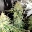 Blimburn Seeds Semi di Cannabis Blackberry Moonstones Femminizzati